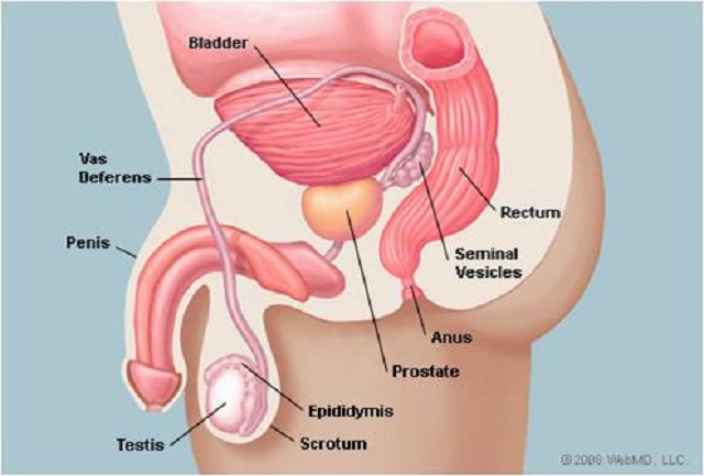 Resultado de imagem para prostata