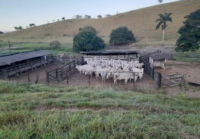 Rei do Gado: Polícia Civil de Três Pontas recupera no ES gado furtado em Santana da Vargem 