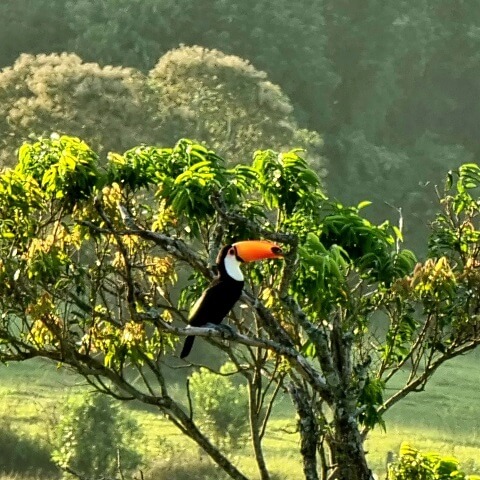 Dia da Terra: Revitalização da Serra do Capão Alto materializa amor pelo planeta
