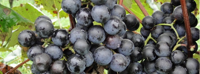 Epamig avalia elaboração de espumantes de uvas Bordô