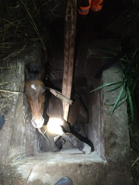 Corpo de Bombeiros resgata cavalo preso em valeta de contenção na Rodovia MG-167