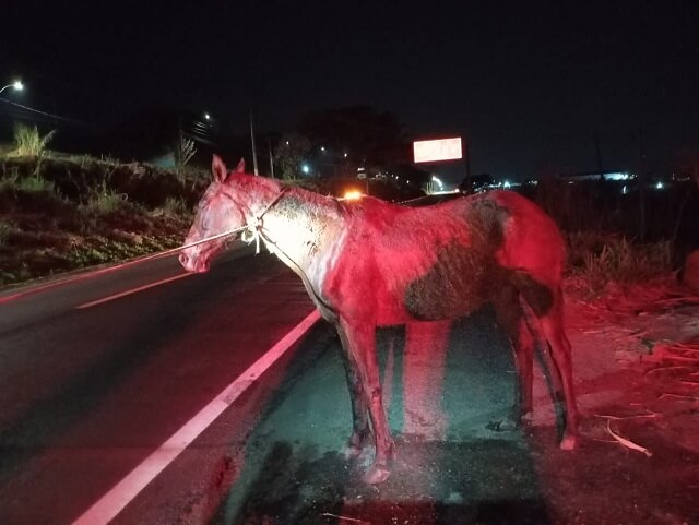 Corpo de Bombeiros resgata cavalo preso em valeta de contenção na Rodovia MG-167