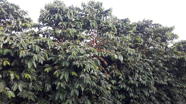 Cocatrel lança projeto inovador de descarbonização na cadeia do café, com expectativa de atrair mais de R$ 1 bilhão em investimentos