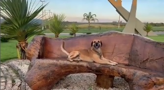 Dia Nacional dos Animais: Três Pontas avança na defesa dos SERES VIVOS