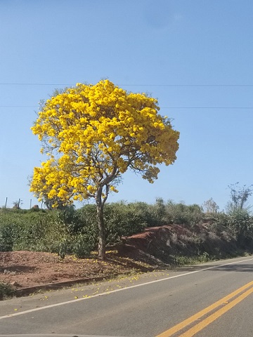 A magia dos ipês floridos e seu poder na Fitoterapia