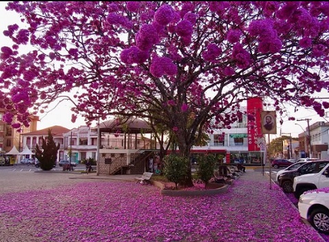A magia dos ipês floridos e seu poder na Fitoterapia