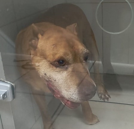 De cães a corujas: mais de 170 animais salvos em rodovias de Minas