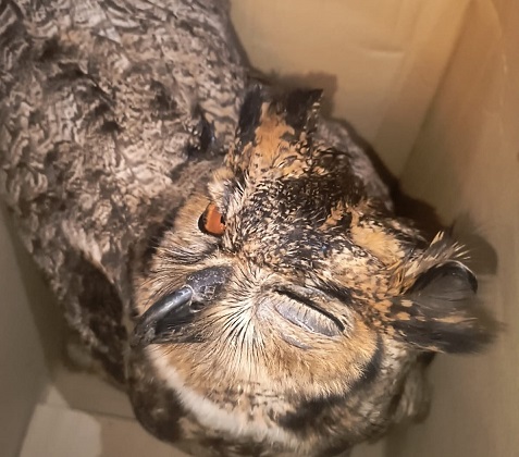 De cães a corujas: mais de 170 animais salvos em rodovias de Minas