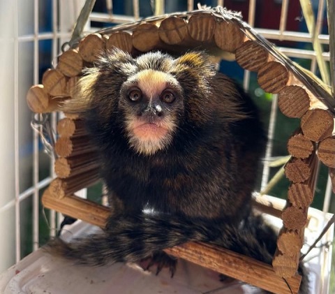 De cães a corujas: mais de 170 animais salvos em rodovias de Minas