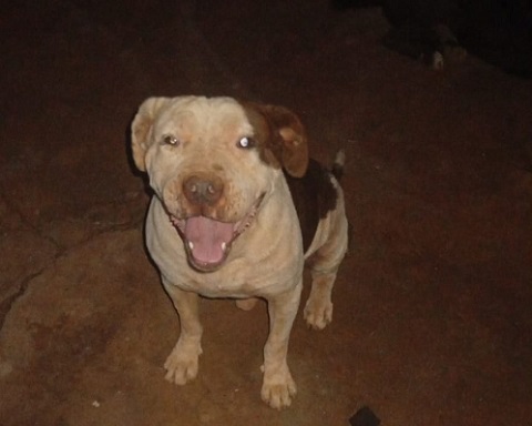 Tutora procura um novo lar para o Pit Bull Gang