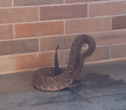 Cobra cascavel é encontrada em escola técnica no Sul de Minas