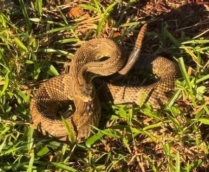 Cobra cascavel é encontrada em escola técnica no Sul de Minas