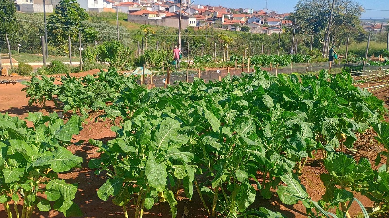 Alimentação saudável fortalece a saúde e transforma vidas: conheça a horta orgânica da Casa de Acolhida Bom Samaritano, em Três Pontas