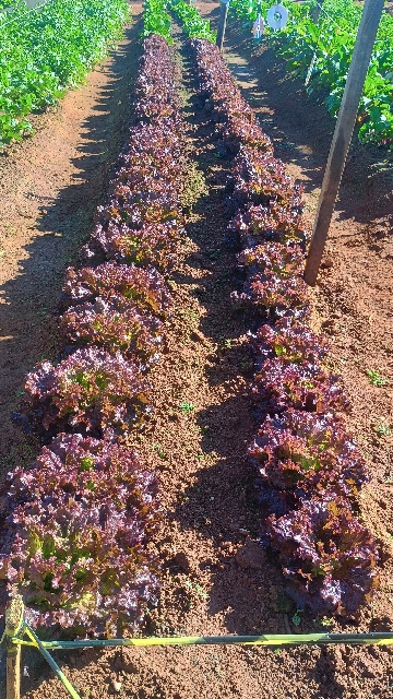 Alimentação saudável fortalece a saúde e transforma vidas: conheça a horta orgânica da Casa de Acolhida Bom Samaritano, em Três Pontas