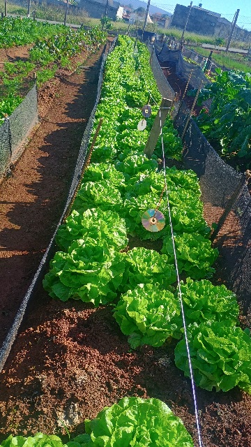 Alimentação saudável fortalece a saúde e transforma vidas: conheça a horta orgânica da Casa de Acolhida Bom Samaritano, em Três Pontas