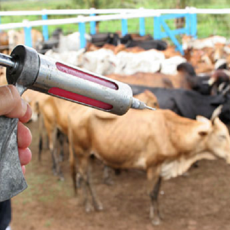 Vacinação contra febre aftosa em minas gerais